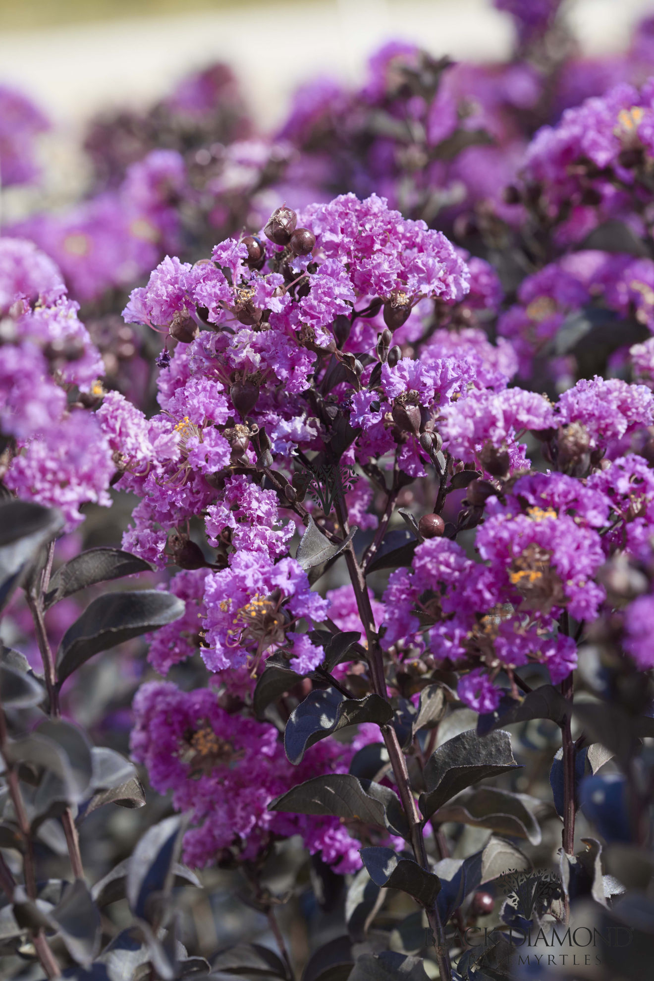 http://breederplants.nl/images/thumbs/0002025_Lagerstroemia 'Purely Purple' (1).jpeg